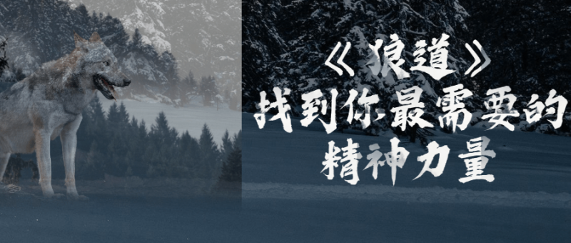 《狼道》找到你最需要的精神力量-创码者资源网