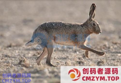 万能的平台爆文写作法，谁用谁先爆！-创码者资源网